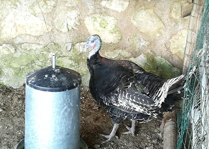 Agriturismo del Sole Anacapri 
